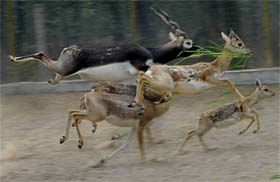 A file photo of the deer at the safari located in Bir Talab village of Bathinda