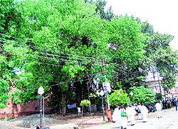 The centuries-old trees in the Durgiana Temple complex, which are to be transplanted, in Amritsar