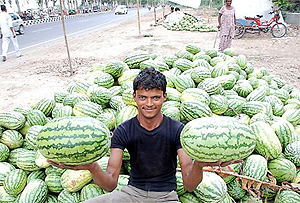 A man shows the robustness of his water melons while selling the fruit on Goniana road