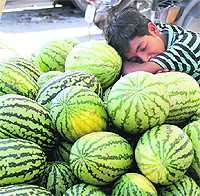 The sale of watermelons is on the rise as the temperature has increased in Jammu. A vendor takes a siesta on a hot Friday afternoon