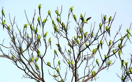 Green touch A flock of parrots perch on a dry tree in Jalandhar on Friday.