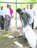 An MC employee picks up dead rabbits from an enclosure at Nehru Rose Garden in Civil Lines, Ludhiana