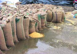 A view of the grain market on the Gill road in Ludhiana 