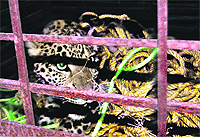 The female leopard