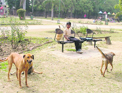Stray dogs at Nehru Rose Garden on Friday. 