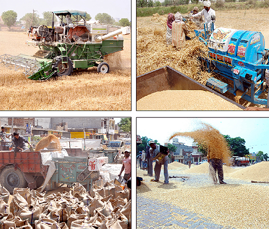  With the temperature soaring, harvesting of wheat has picked up in the area. The images show the harvesting of wheat in its various stages. A combine harvester reaps the crop and then separates the grain from the chaff. Labourers winnowing the crop to clean it up which is then packed in gunny bags, ready to be transported to mandis dotting the region for sale. The increase in temperature has delighted farmers as moisture content in the crop will get reduced, thus fetching them remunerative prices for the crop