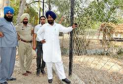 Bathinda (rural) MLA, Darshan Singh Kotfatta examines the enclosure where 29 black bucks had died