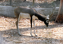 One of the injured black bucks that is undergoing treatment for a leg injury