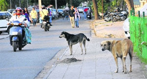 Stray dogs near Nehru Park at Sector 22-B in Chandigarh on Sunday. 