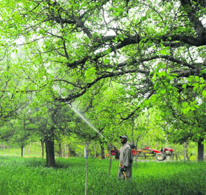 An orchardist sprays pesticide in his apple orchard in Sopore in north Kashmir. Sopore in Baramulla district is famous for its apples the world over. 