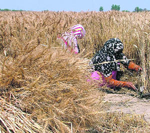 Women harvest wheat in a field at the PAU in Ludhiana.
