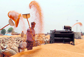 A labourer dries wheat after rains at the Attari grain market near Amritsar on Monday.