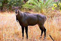 Neelgai is a Schedule IV animal under the Wildlife Act. After the death of 30 black bucks a few days back, the death of a neelgai at the Mini Zoo has come as a fresh bolt for the forest officials .