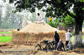 Farmers make a grass room to store husk at Beed Rayat Khana village in Karnal