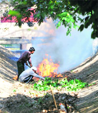 NDRI workers burn dry leaves and grass near the Directors residence in Karnal. 