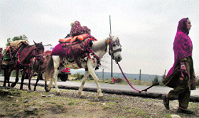 A Gujjar woman heading for the upper reaches of the state.
