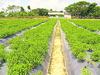 A stevia farm at Pojewal in Nawanshahr district.