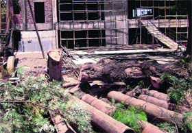 The chopped Silver Oak tree lying on Mall Road in Amritsar on Tuesday