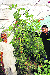 Farmers show a 20-foot long tomato plant in a poly house in a village in Bhiwani. 