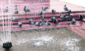 A flock of pigeons beats the heat at a fountain near the Golden Temple in Amritsar.