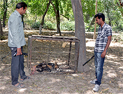Ram Dev and John inspect a tranquilised dog at the Bir Talab deer park
