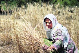A woman harvests the wheat crop in a field on the outskirts of Jammu