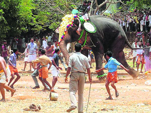 People try to tame an elephant who ran amok in a religious procession in Thrissur district, Kerala, on Wednesday. 