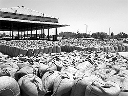 Sold wheat bags lying in the open at Lalru Grain Market