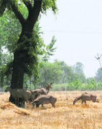 A group of nilgai take shelter under a tree on a hot afternoon in Karnal. 
