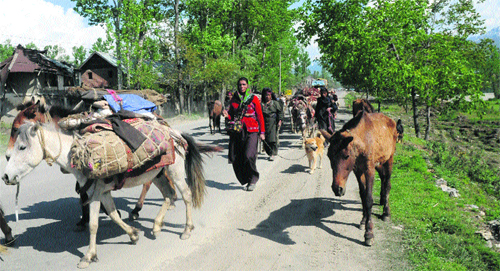 Gujjars move towards greener pastures with their livestock in Kulgam district on Thursday.
