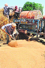 Farmers use a threshing machine to refine wheat during harvesting in a field on the outskirts of Amritsar. India's wheat production, one of the world's largest, is expected to cross some 86 million tonnes to set a new record for the 2011-12 crop year. 