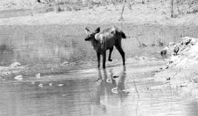 An injured sambhar treads out of the forest cover into the waters of Sukhna Lake in Chandigarh on Friday.