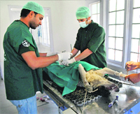 Veterinarians sterilise a dog at Shuhama in Srinagar.