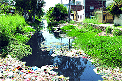 Ganda Nullah clogged with garbage and filth at Shaheed Bhagat Singh Colony in Ward No 2, Jalandhar