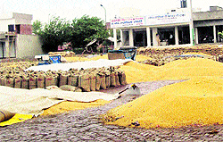 The unlifted produce at the Jagraon Grain Market