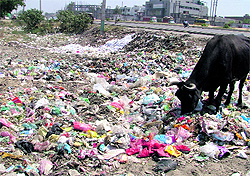 The outskirts of Aman Nagar have turned into a garbage dump