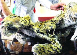 The crime branch of the Delhi police recovered three leopard skins in New Delhi on Saturday. 