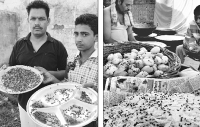 Flies make eatables unfit for consumption at Barwala in Panchkula. 