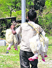 A slum-dweller carries dead chickens discarded by truckers transporting the poultry to Jammu.