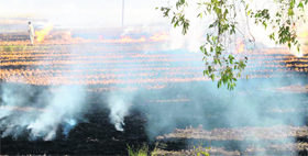 Wheat stubble set on fire near Sunam in Sangrur district.