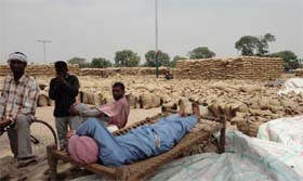 Labourers relax in the grain market at Jaito in Faridkot district on Monday as thousands of wheat bags have accumulated due to the slow pace of lifting by various procurement agencies