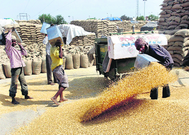 Workers at the Rajpura grain market.