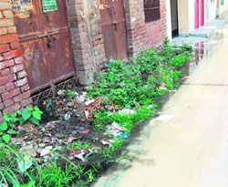 The overflowing Ganda Nullah in a street at Guru Gobind Singh Nagar in Amritsar.
