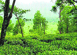 A tea garden in the Kangra valley
