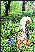 A woman worker collects tea leaves from fields in Palampur