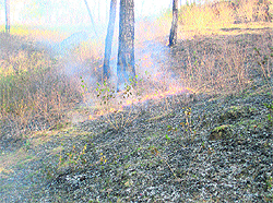 A forest fire in the Kangra valley. A file photo