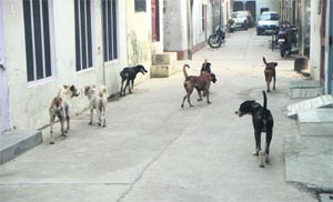 A group of stray dogs is a common sight in Doraha. 