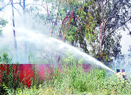 The fire in the green belt of the NFL in Bathinda on Wednesday started at around 3 pm and could be doused only by 5.45 pm. Firemen said high velocity winds spread the fire all over the place. 