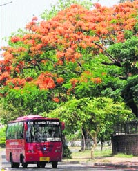 A view of amaltas trees at a road in Chandigarh.