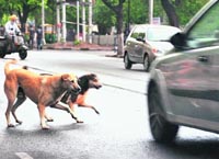 Stray dogs make a dash for a car in Sector 22, Chandigarh.